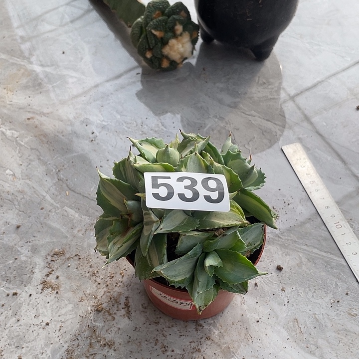 完全开放539龙舌兰一个