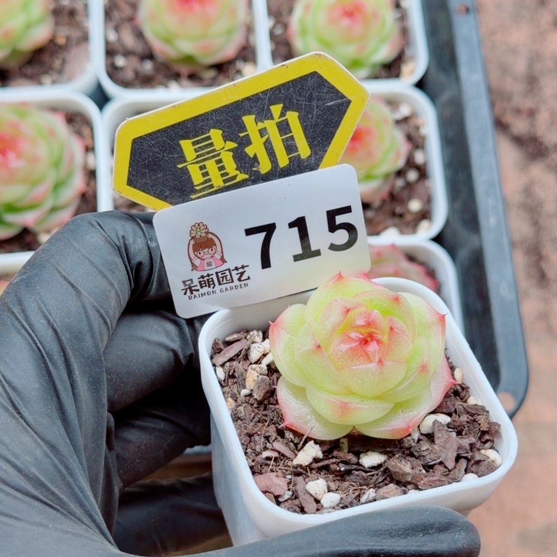 多肉植物多肉植物