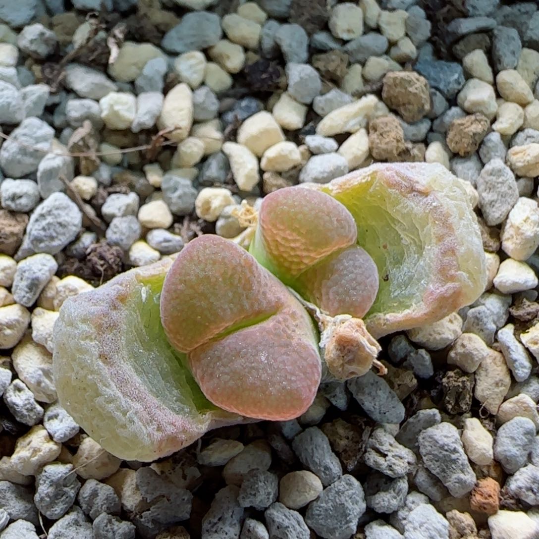 2-22-10-1当天满58包邮福利风铃1.1cm多肉脱土