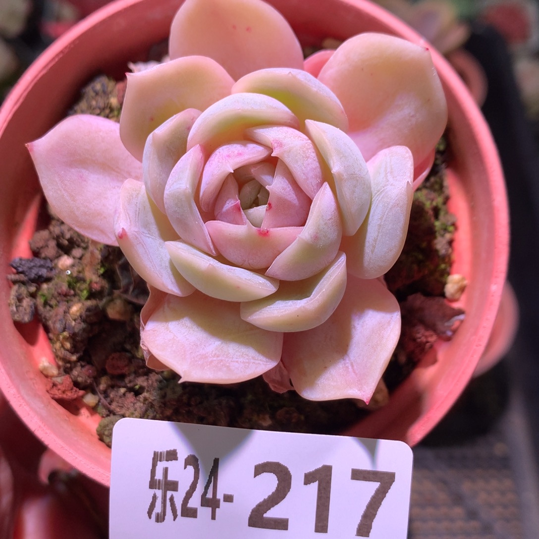 乐然24-217 蓝色惊喜 