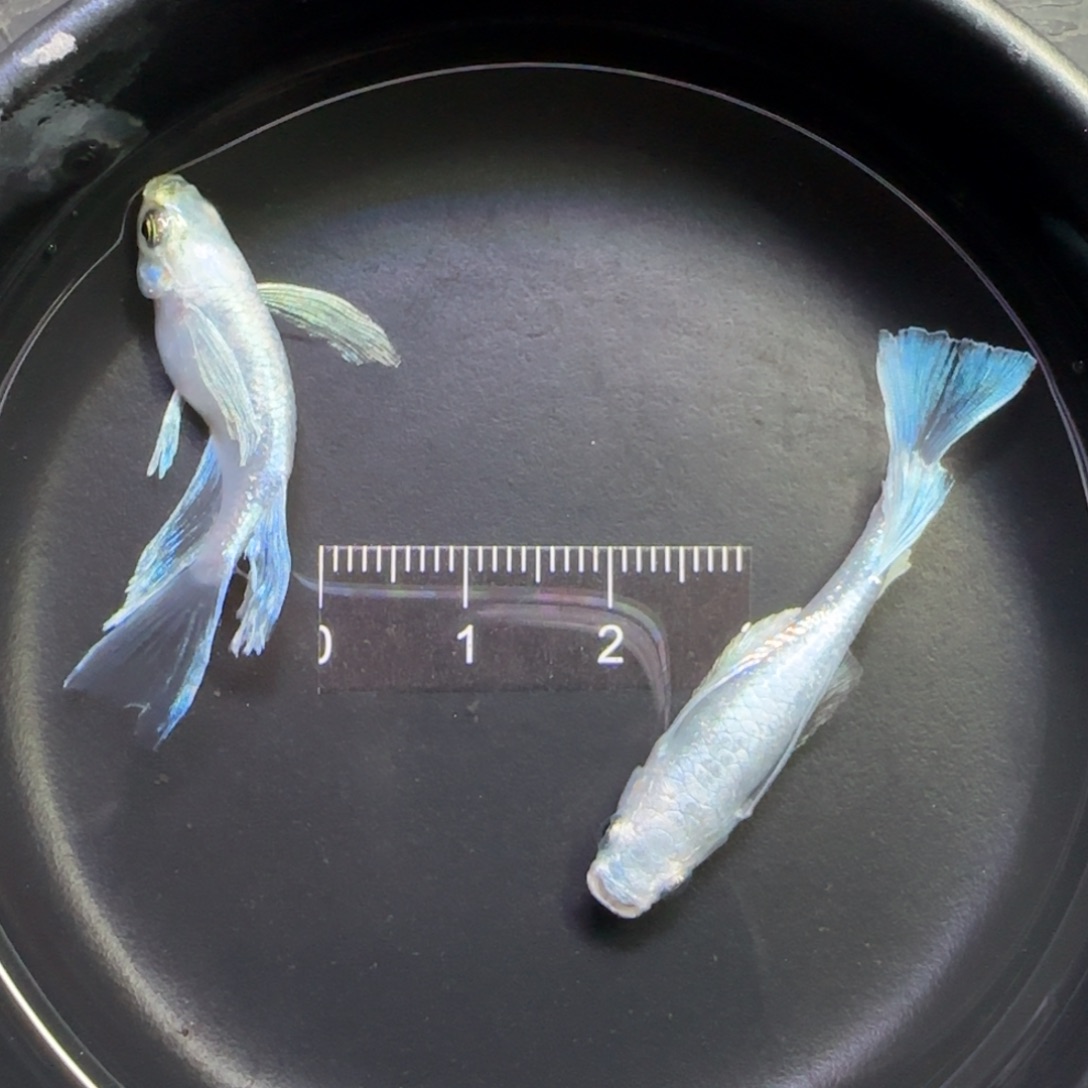 青鳉鱼观背青鳉鱼直播间111