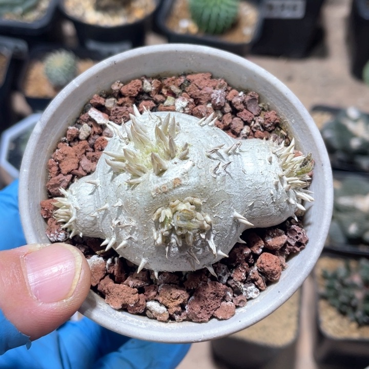 453惠比须笑块根