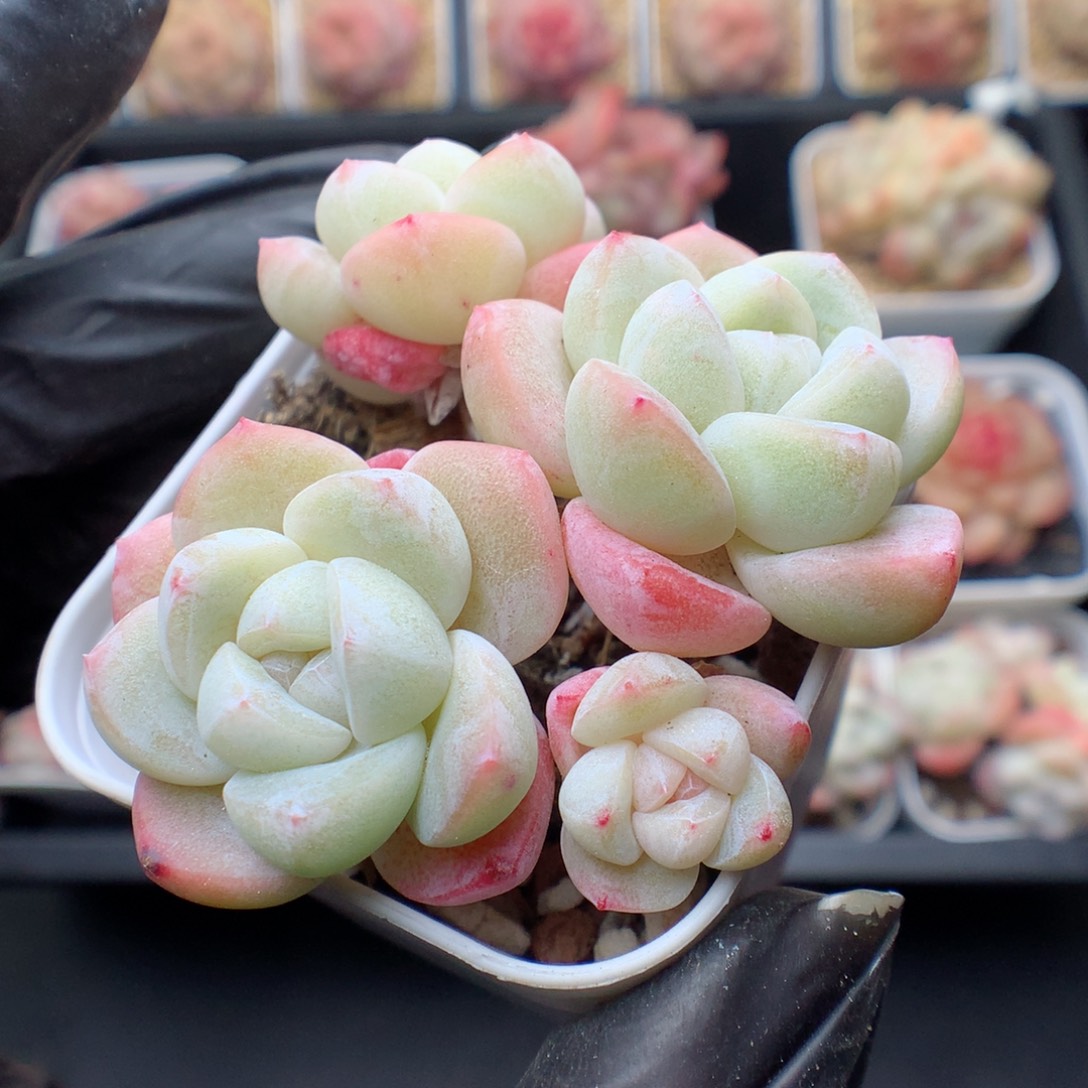 多肉植物。 冰玉113