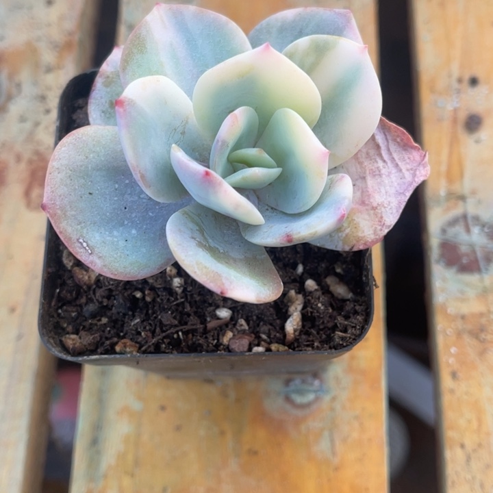 秋可园艺 白凤锦白锦