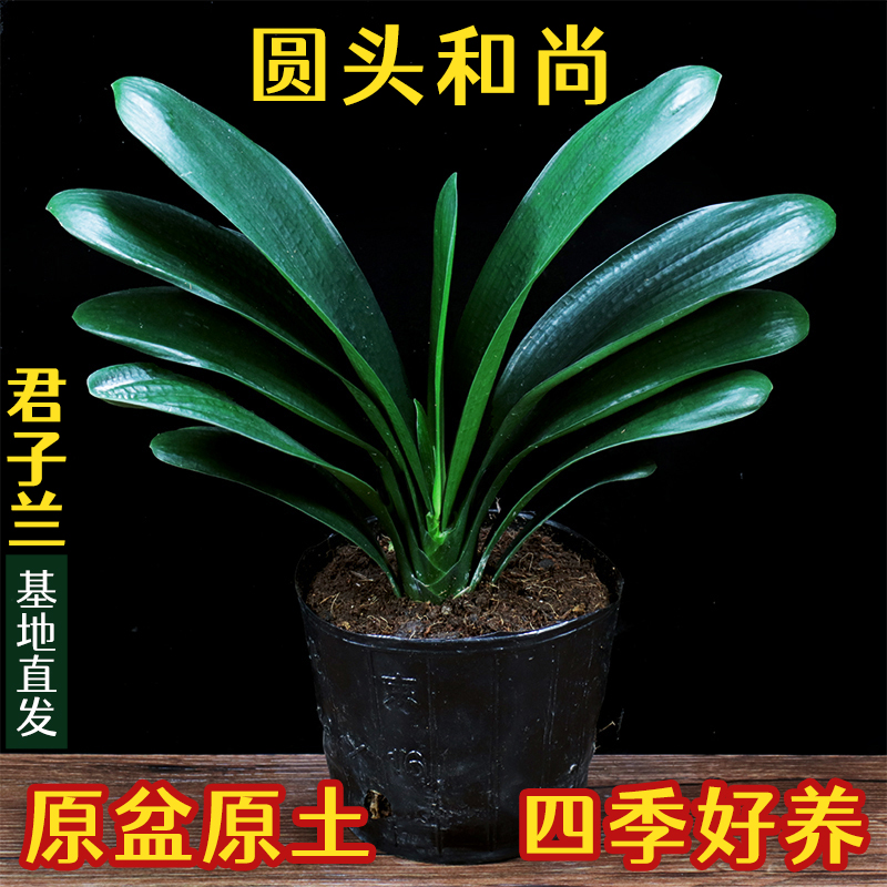 【圆头和尚】君子兰盆栽室内客厅花卉君子兰大苗四季常青高档好养
