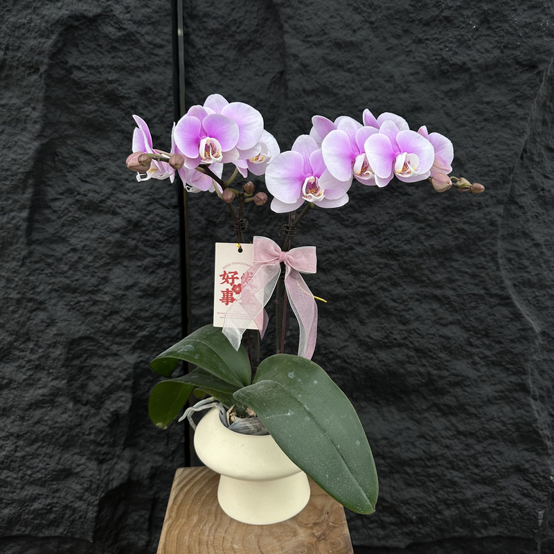 Petal8优选【梦幻情人】 花卉组盆摆件客厅门面花艺优雅造型1-2