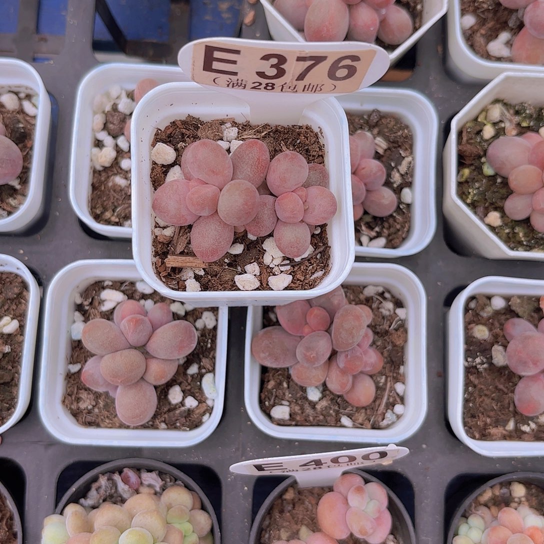 E376糖果美人一物一拍