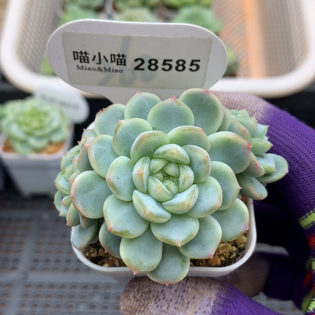 多肉植物杂交珍妮