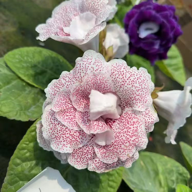  [麻点]大岩桐一拍一物