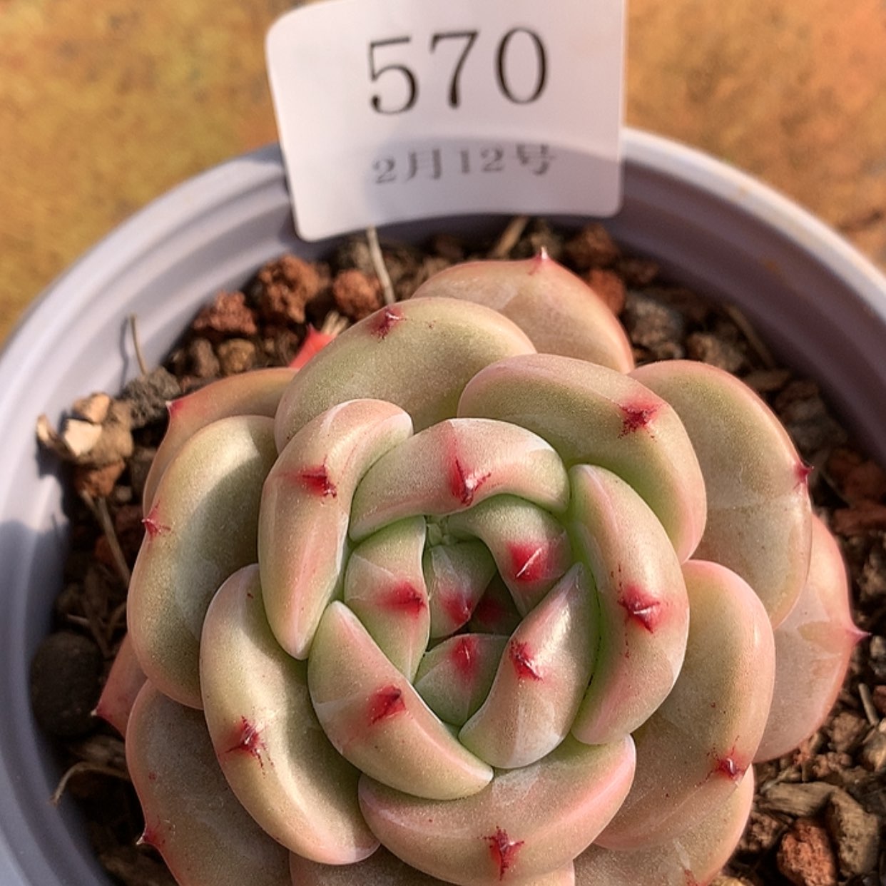 【闪购商品】云570号