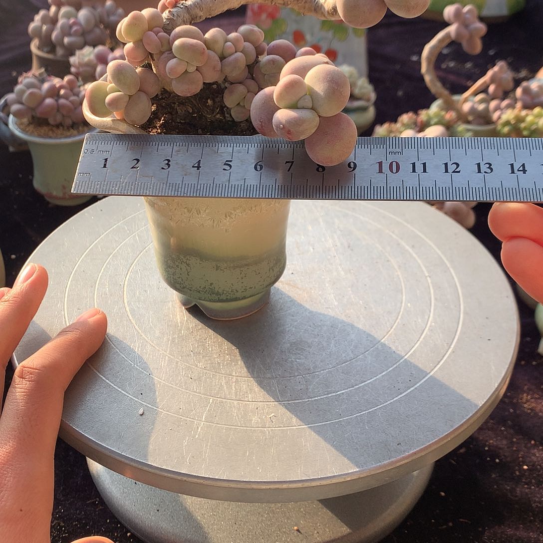 32号不带盆偏远的不包邮的