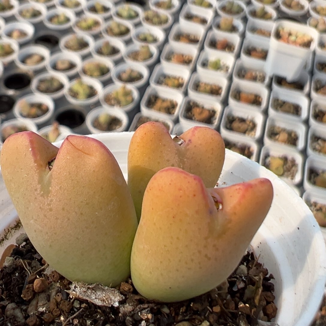 82多肉植物百科知识