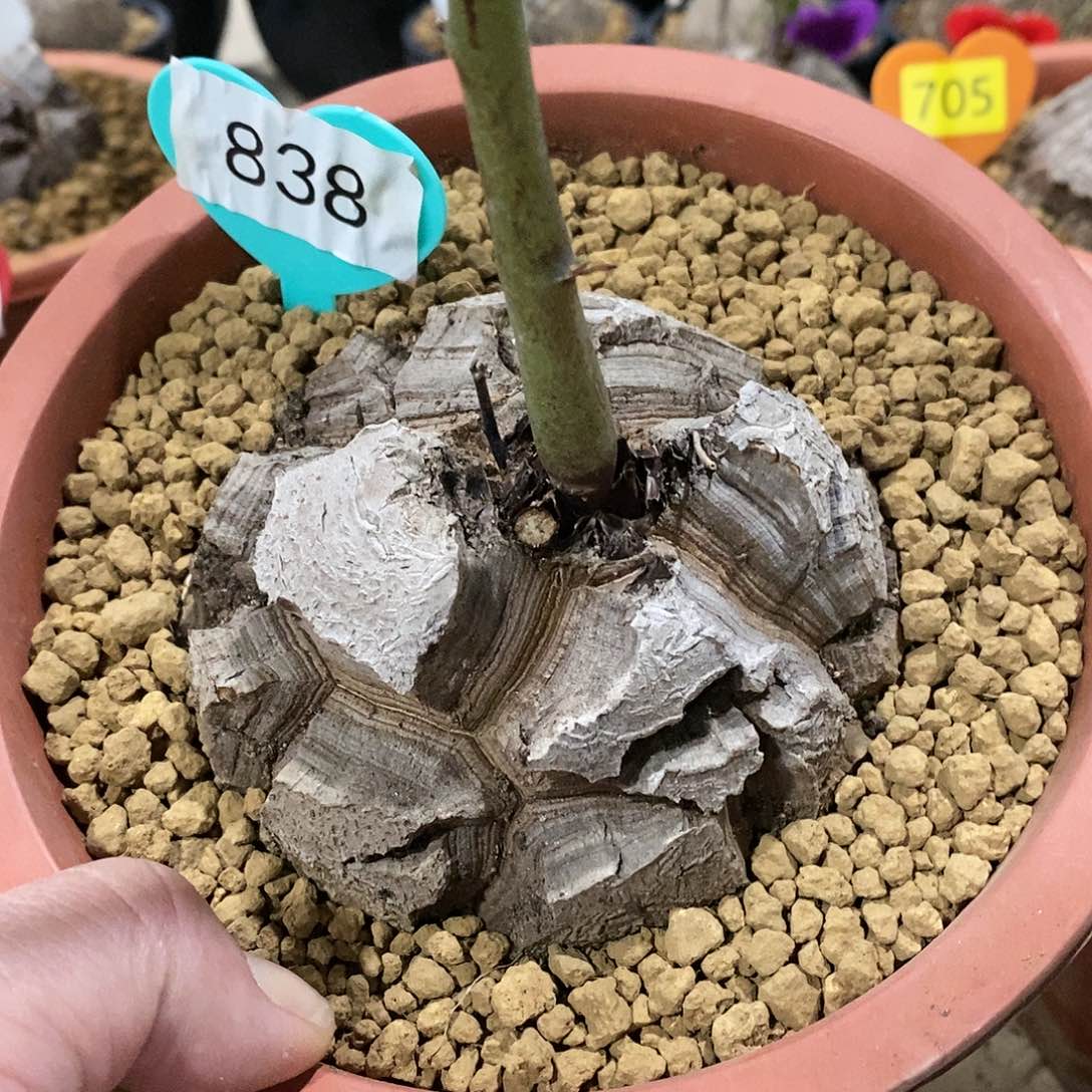 南非龟甲龙龟甲龙