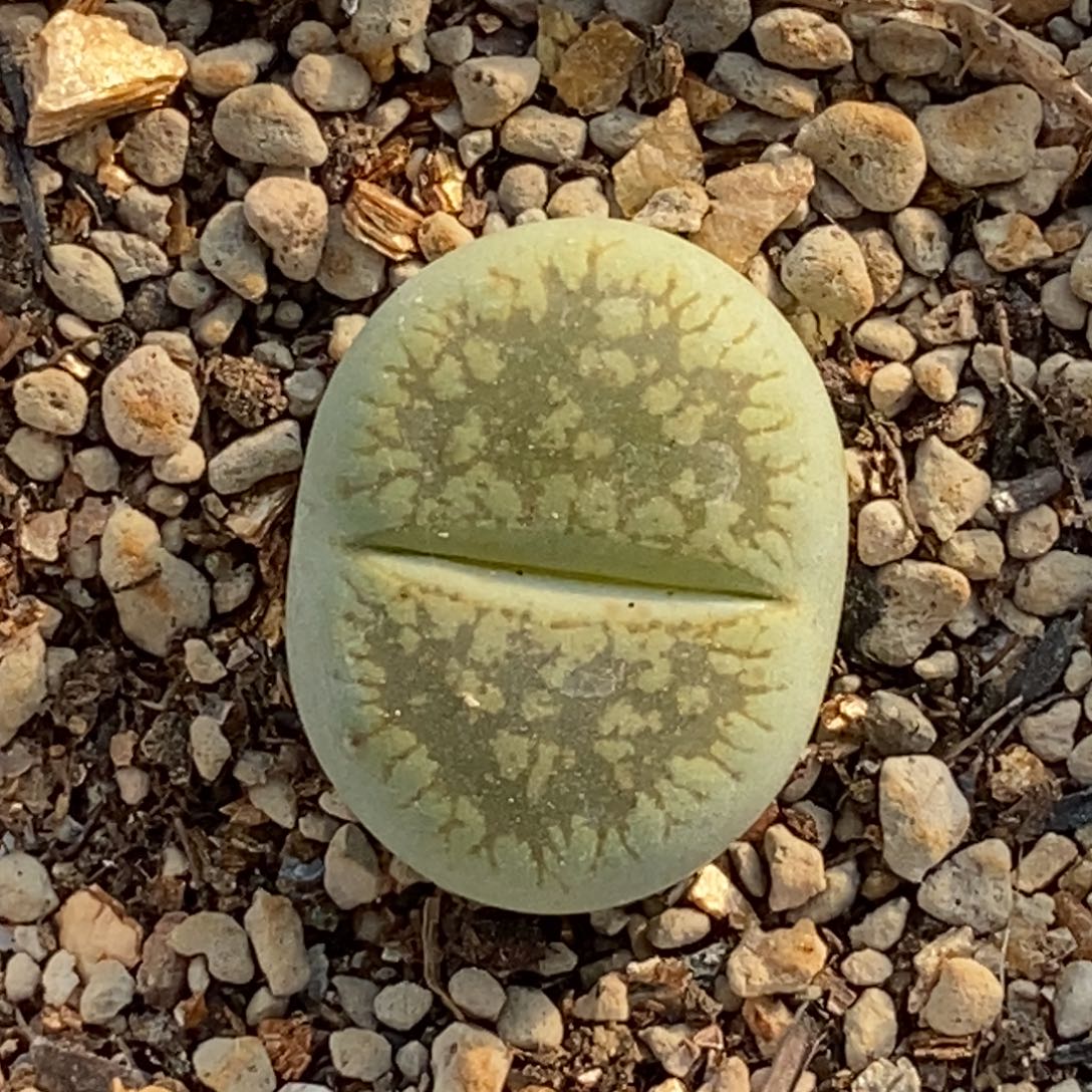 绿流水带盆土随机一颗