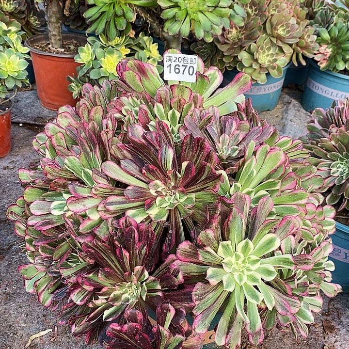 1670 一颗同花顺法师