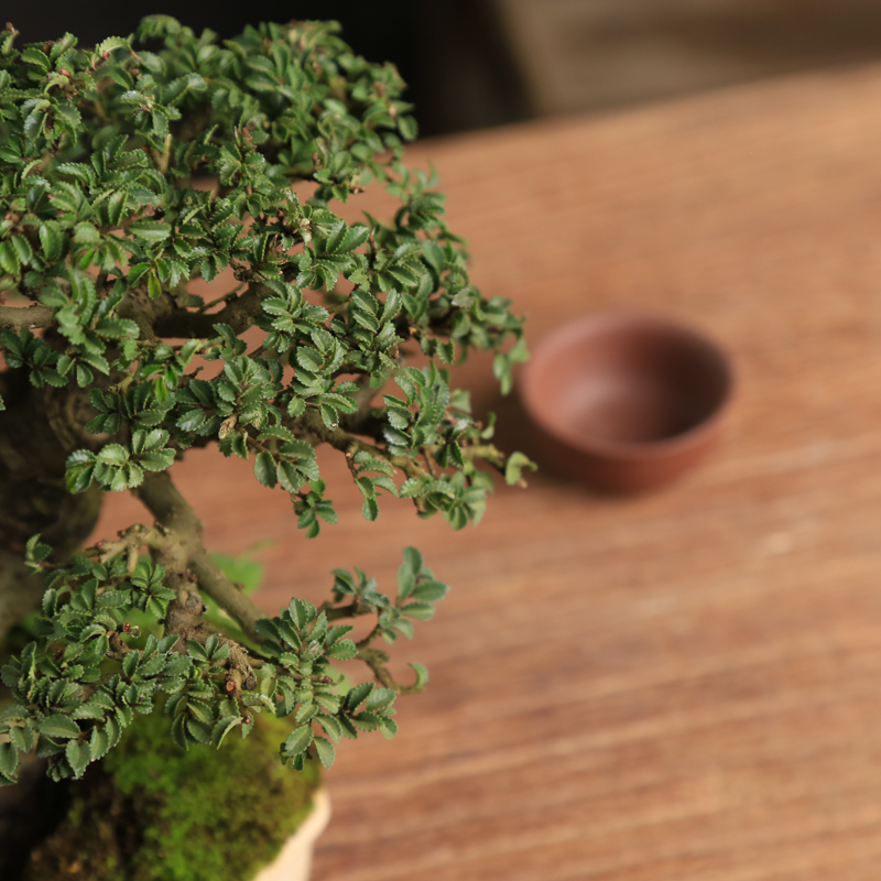 湖北小叶怪桩老桩榔榆