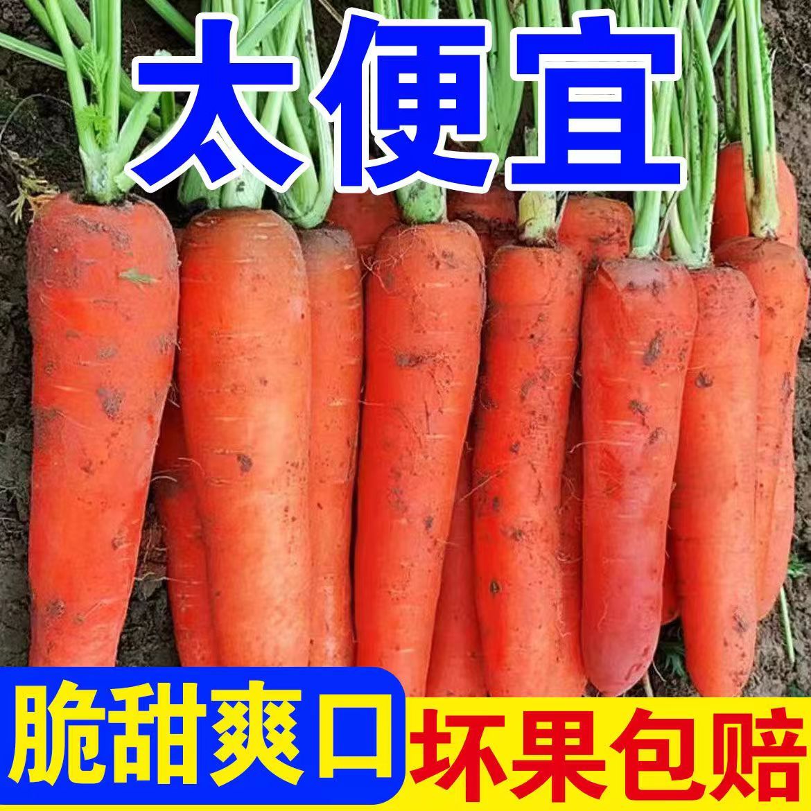 【绿色蔬菜】沙地胡萝卜现挖现发新鲜蔬菜农家自种带泥萝卜
