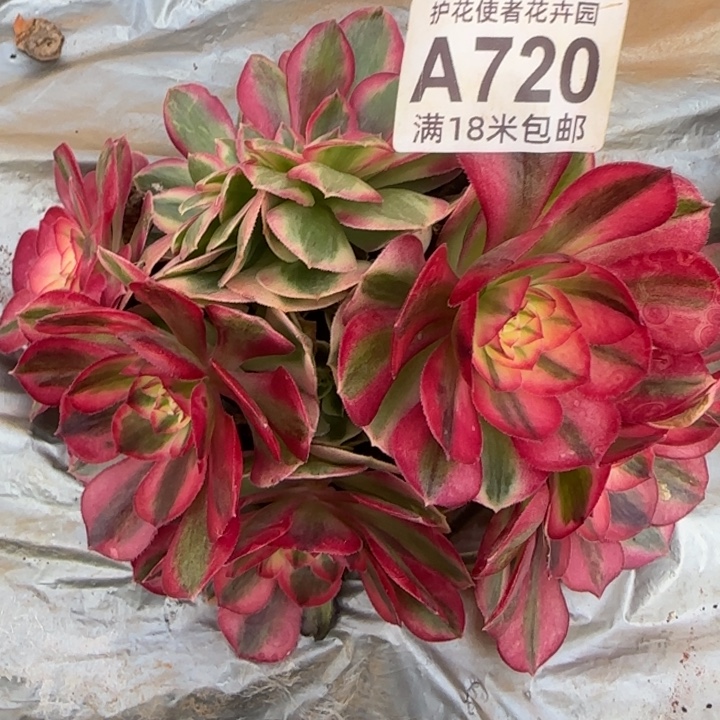 多肉法师荔枝朵朵缀化