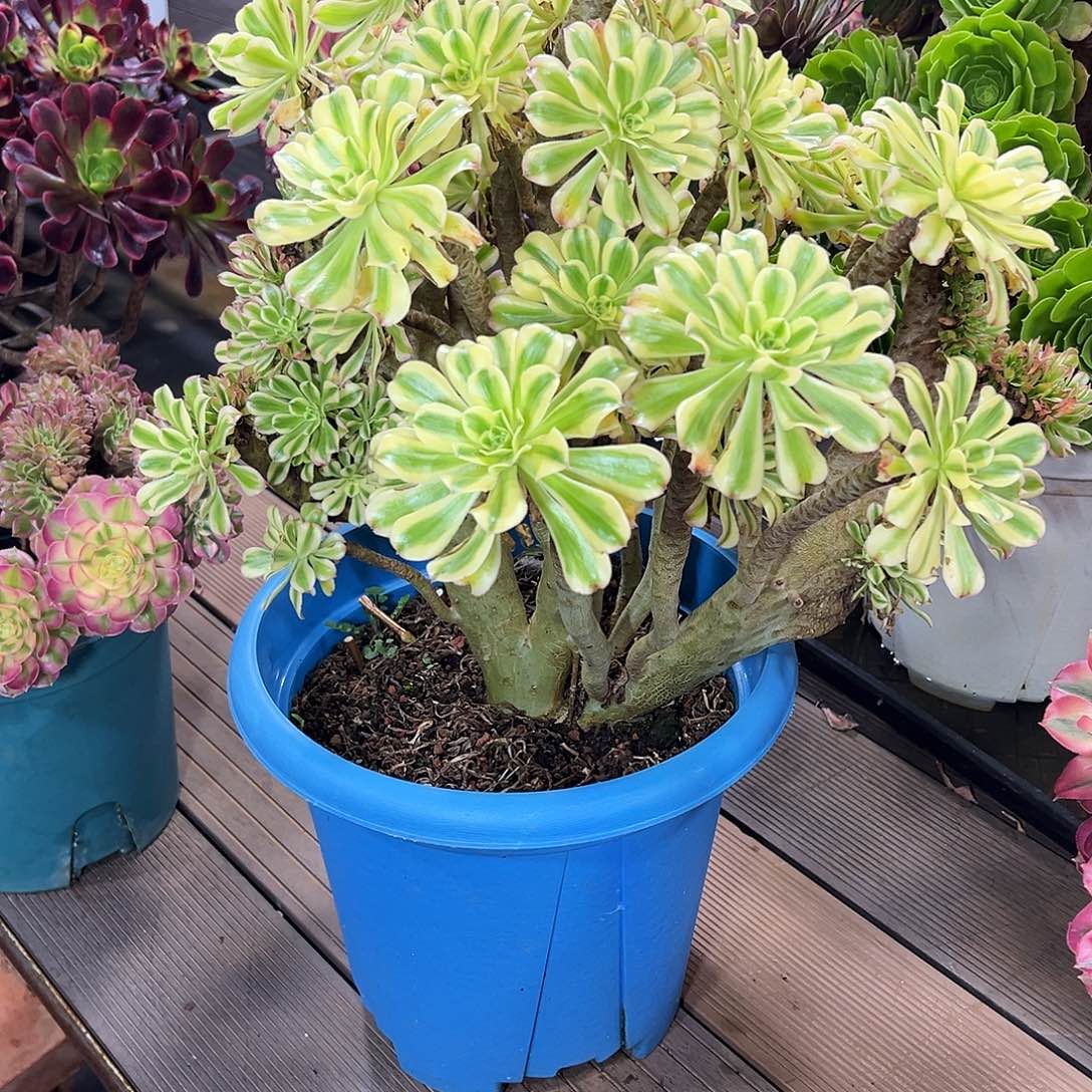 姑***奶11111111111111111111