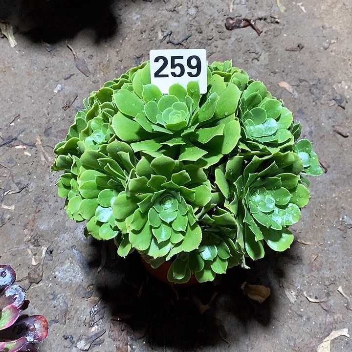 家****法师植物一拍12345678