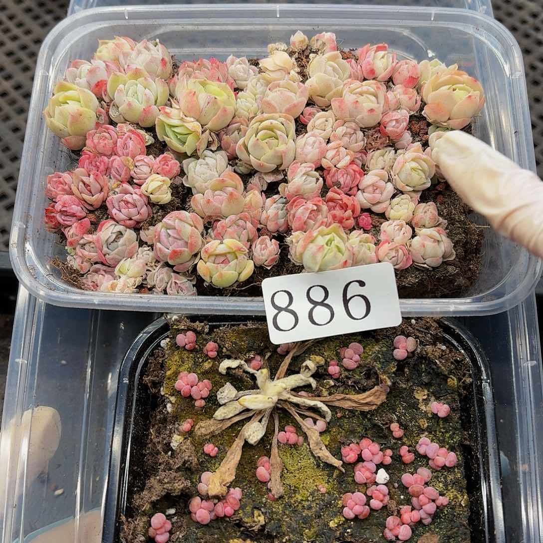 多肉植物多肉植物886