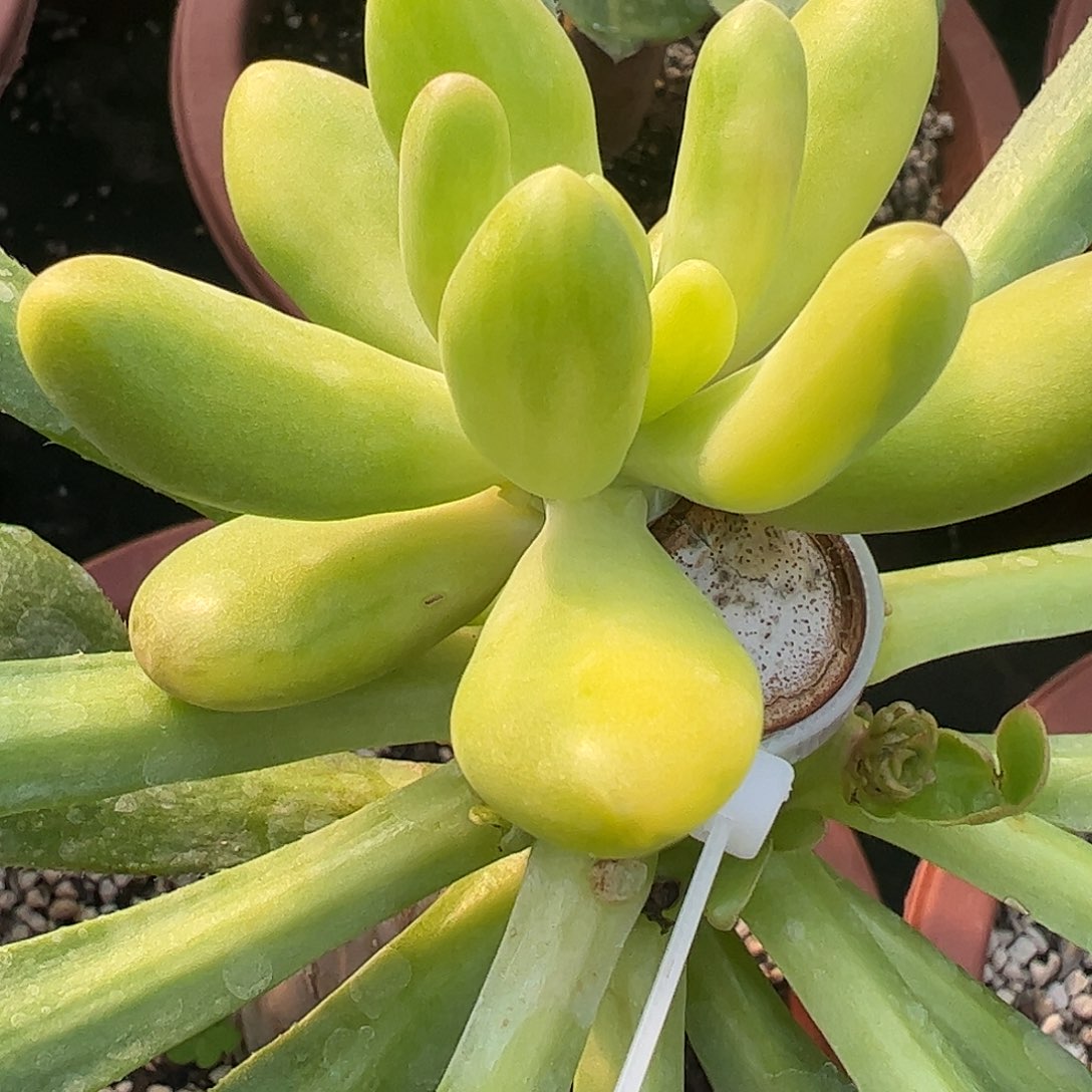 佳***乐多肉植物多肉植物