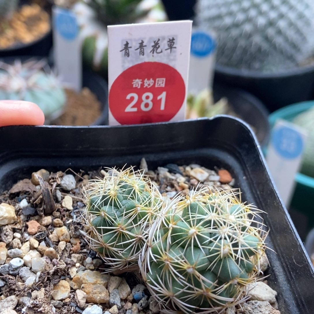 双头狮子奋迅一颗