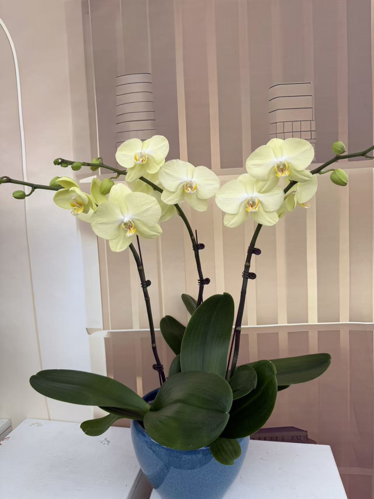 蝴蝶兰《芳美神话》3.5寸  黄绿色大花  新鲜绿植