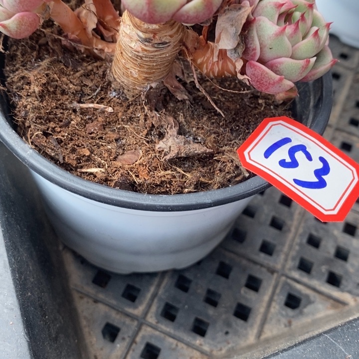 用****0一物一拍本吧多肉153