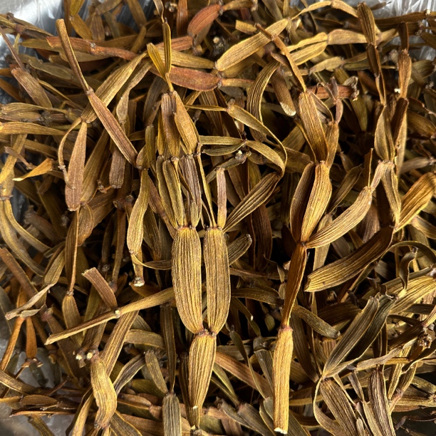 野生古茶树生长猛货《老货螃蟹脚》