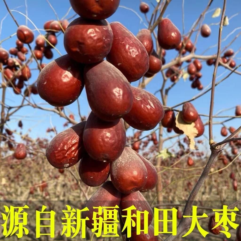 25年新枣【新疆枣王】特大果无科技新疆大枣自产自销直播第一名