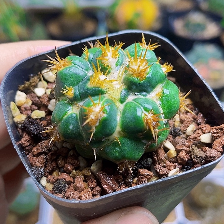 刺缀象牙丸自根球一颗4.2公分