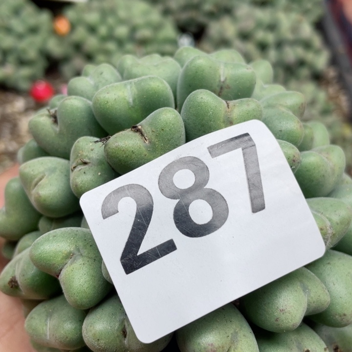 287大群l l l l l l l l l l l l