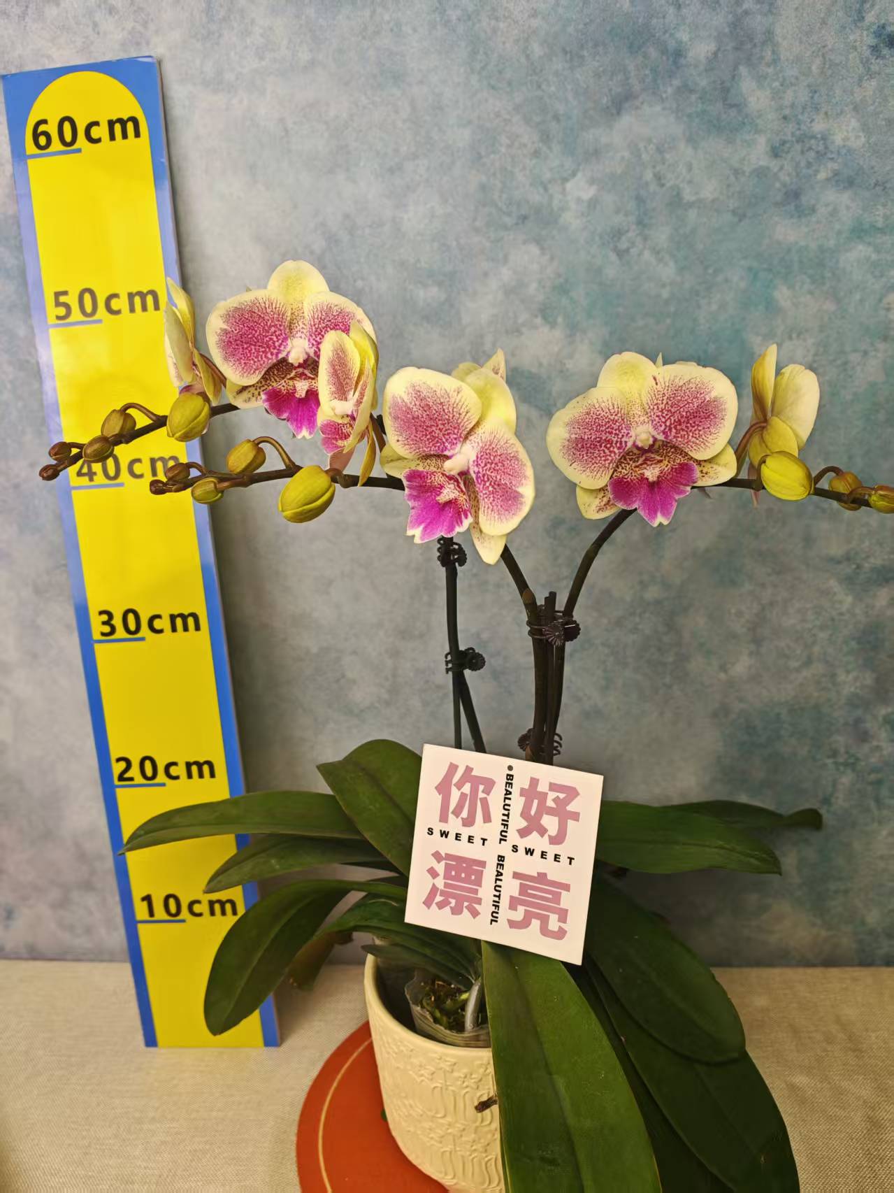 蝴蝶兰【黄桃之梦】花苗盆栽带花剑花苞客厅室内四季好养观赏
