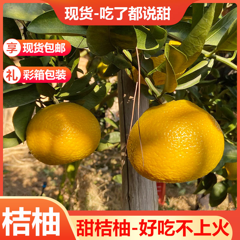 会昌桔柚新鲜现摘当季水果整箱10斤江西赣南薄皮柚子非庆元甜橘柚