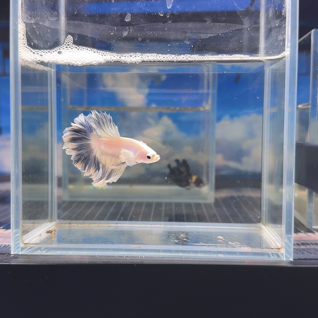 斗鱼vip精品高端鱼鱼蓬蓬裙