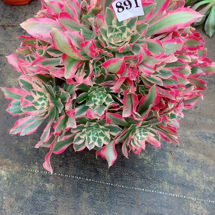 粉****糖多肉植物女巫891