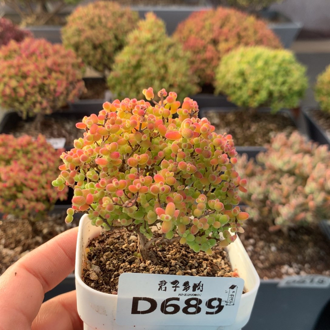 689蜜橘糖球                