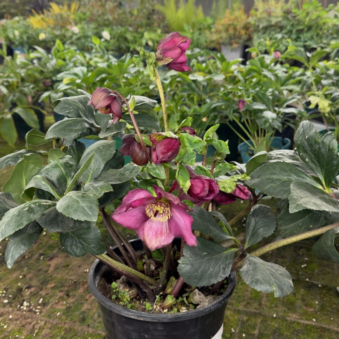 完全开放9588铁筷子朱墨2加仑