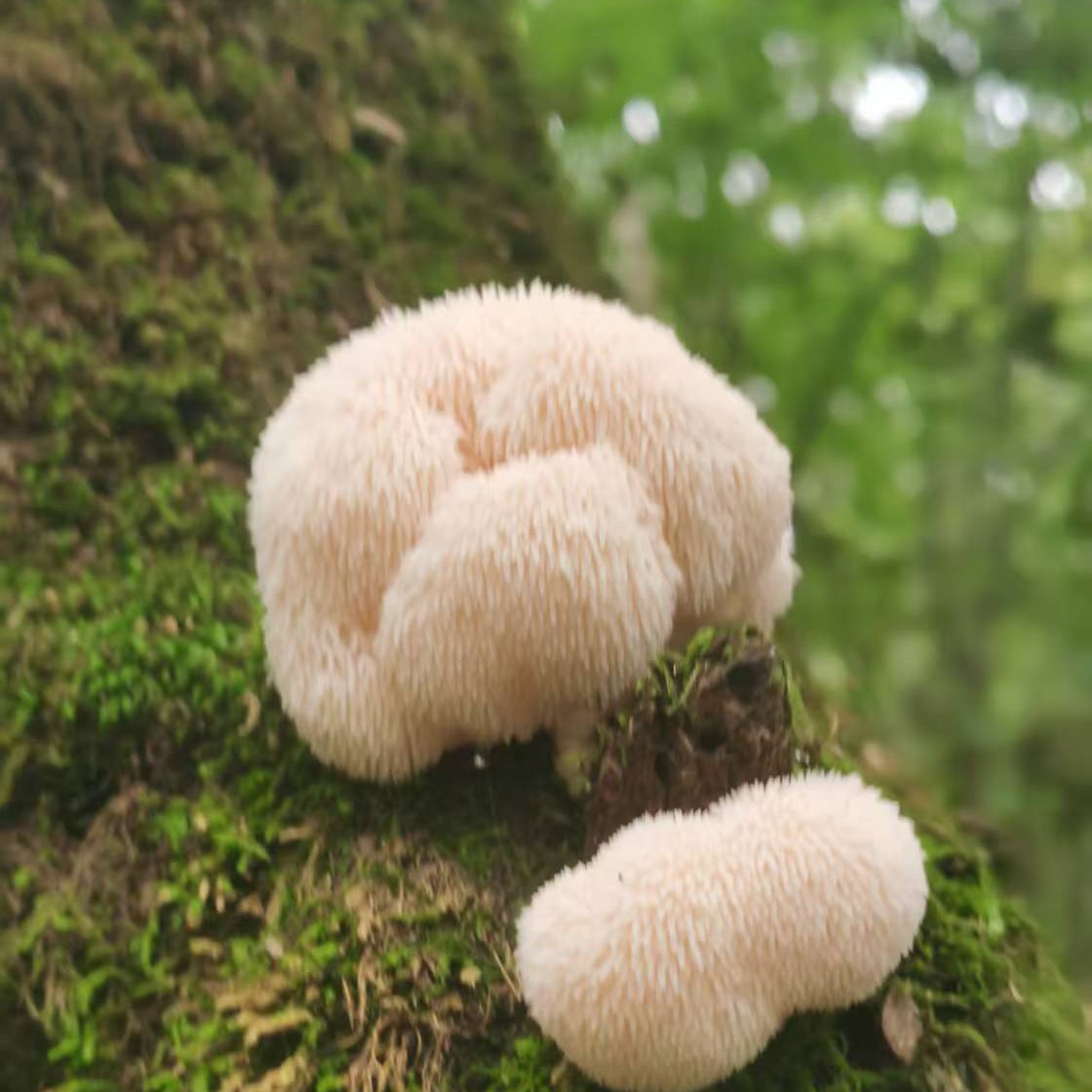 深山特产野生猴头菇  250克