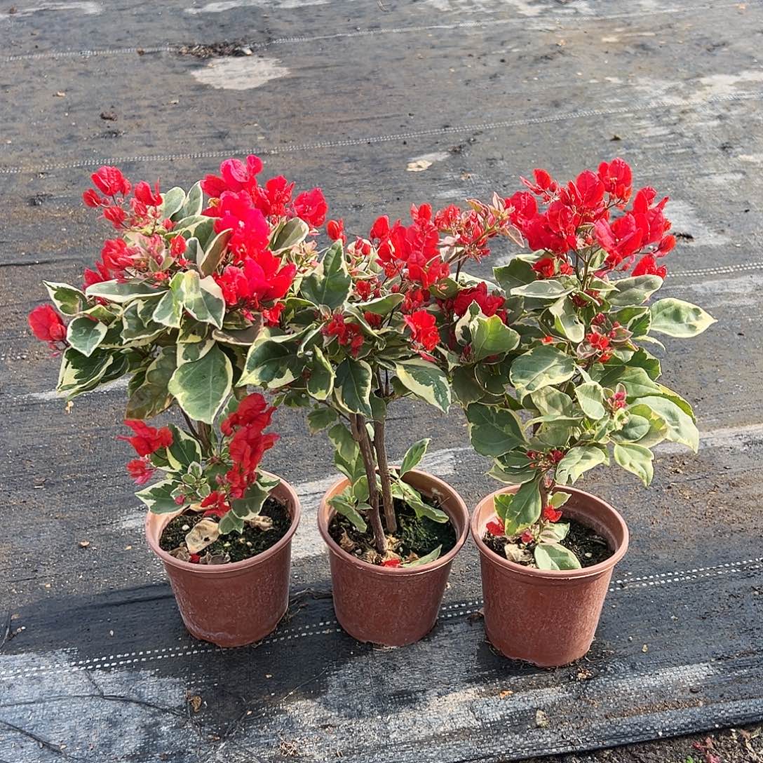 大部分花苞少量开放孟加拉红掌中宝一棵