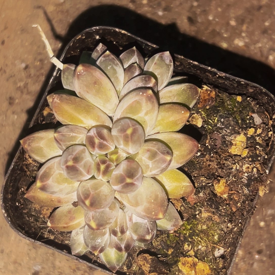 桔云多肉美人精品系列