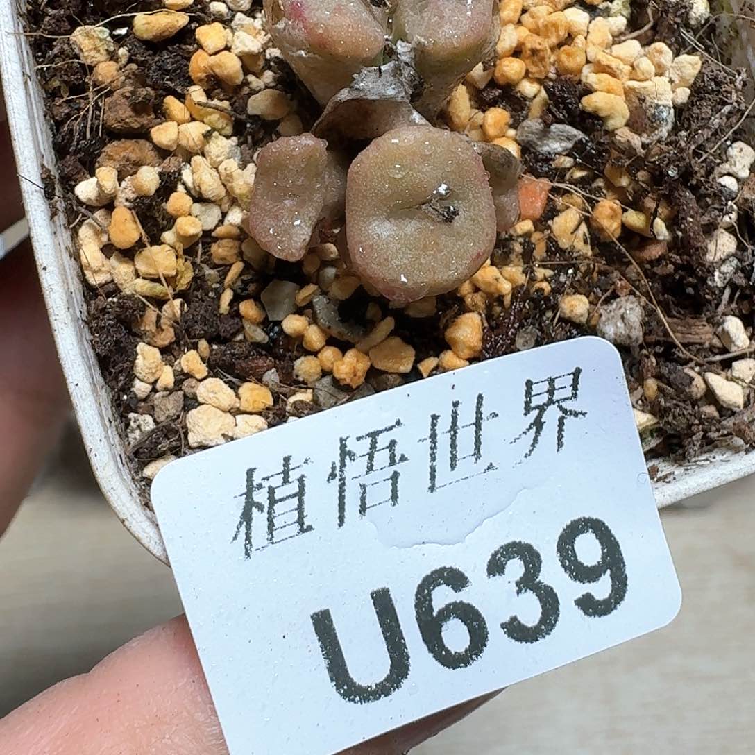 639盒多肉植物哇c