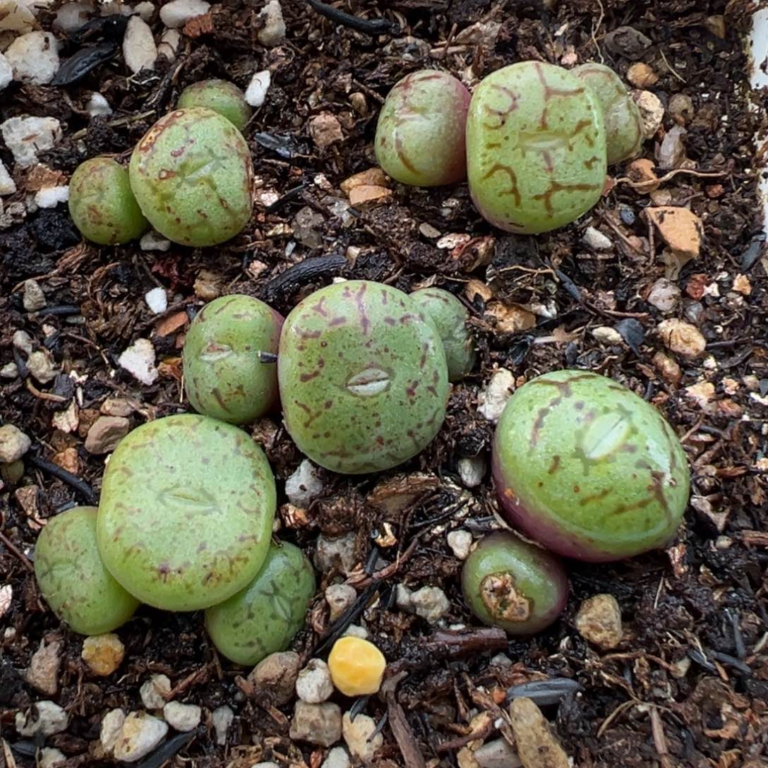 1.14好看的多肉926