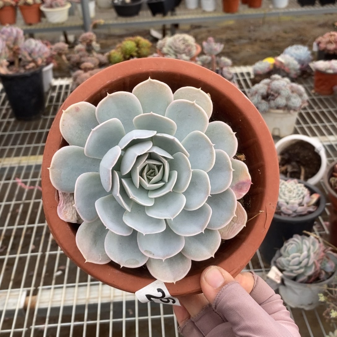 296圣卡洛斯一物一拍