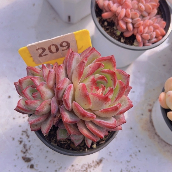 健健康康平平安安