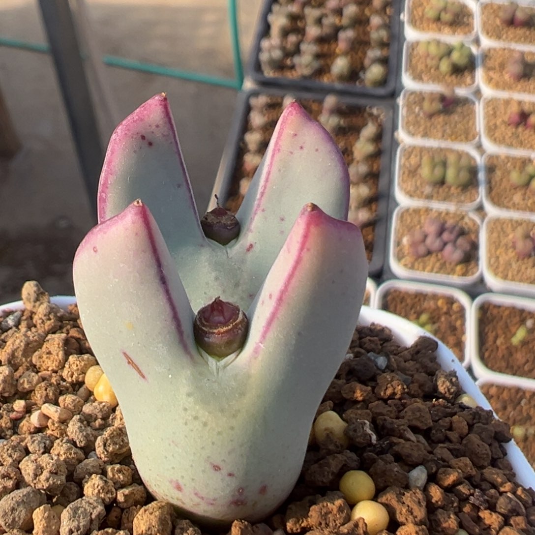 64多肉植物百科红小秀