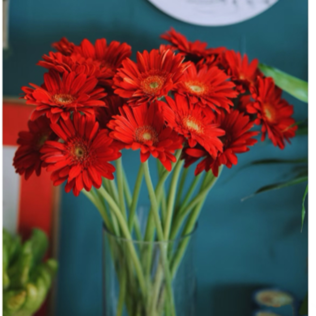 红色非洲菊18-20支