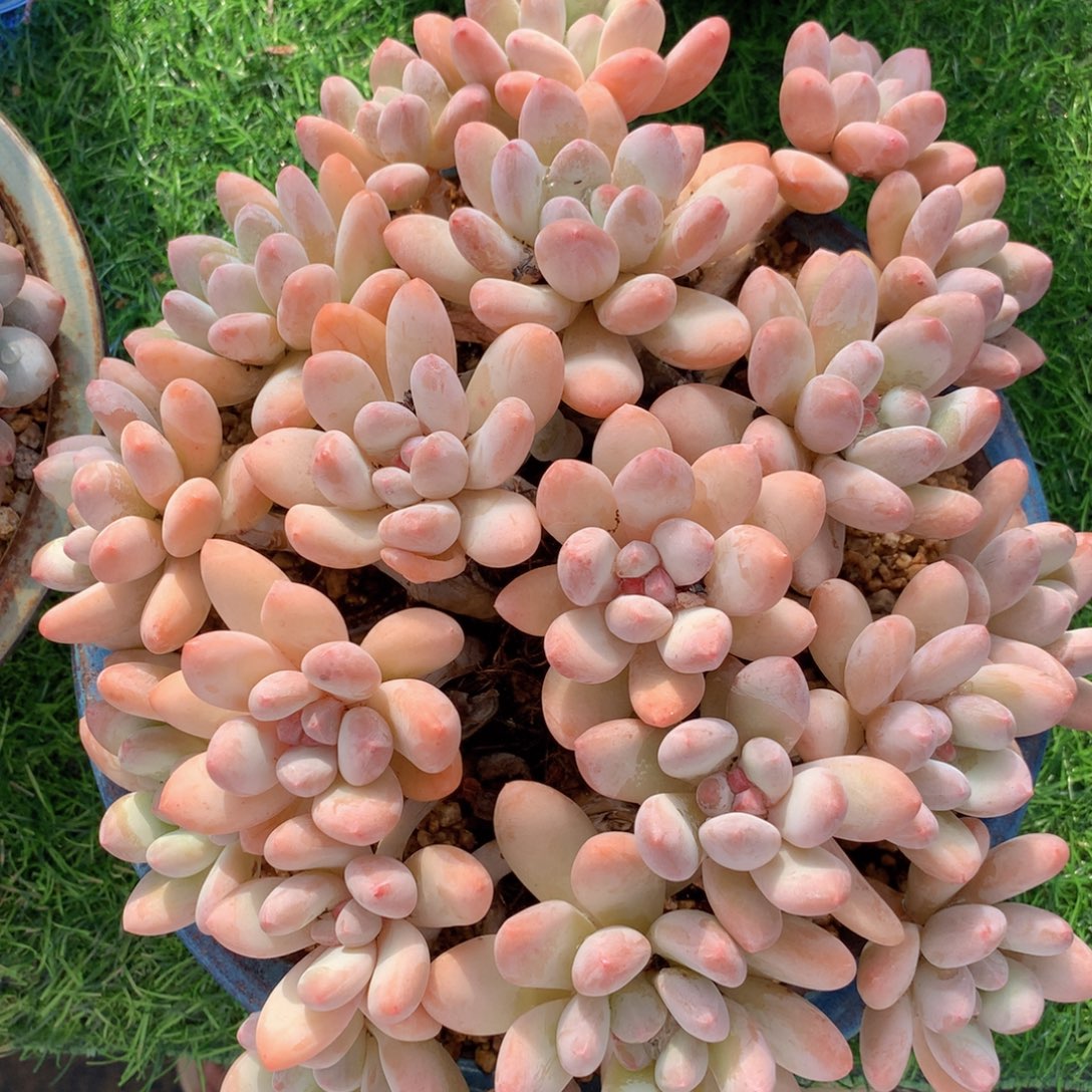 特***猫友家多肉一物一拍