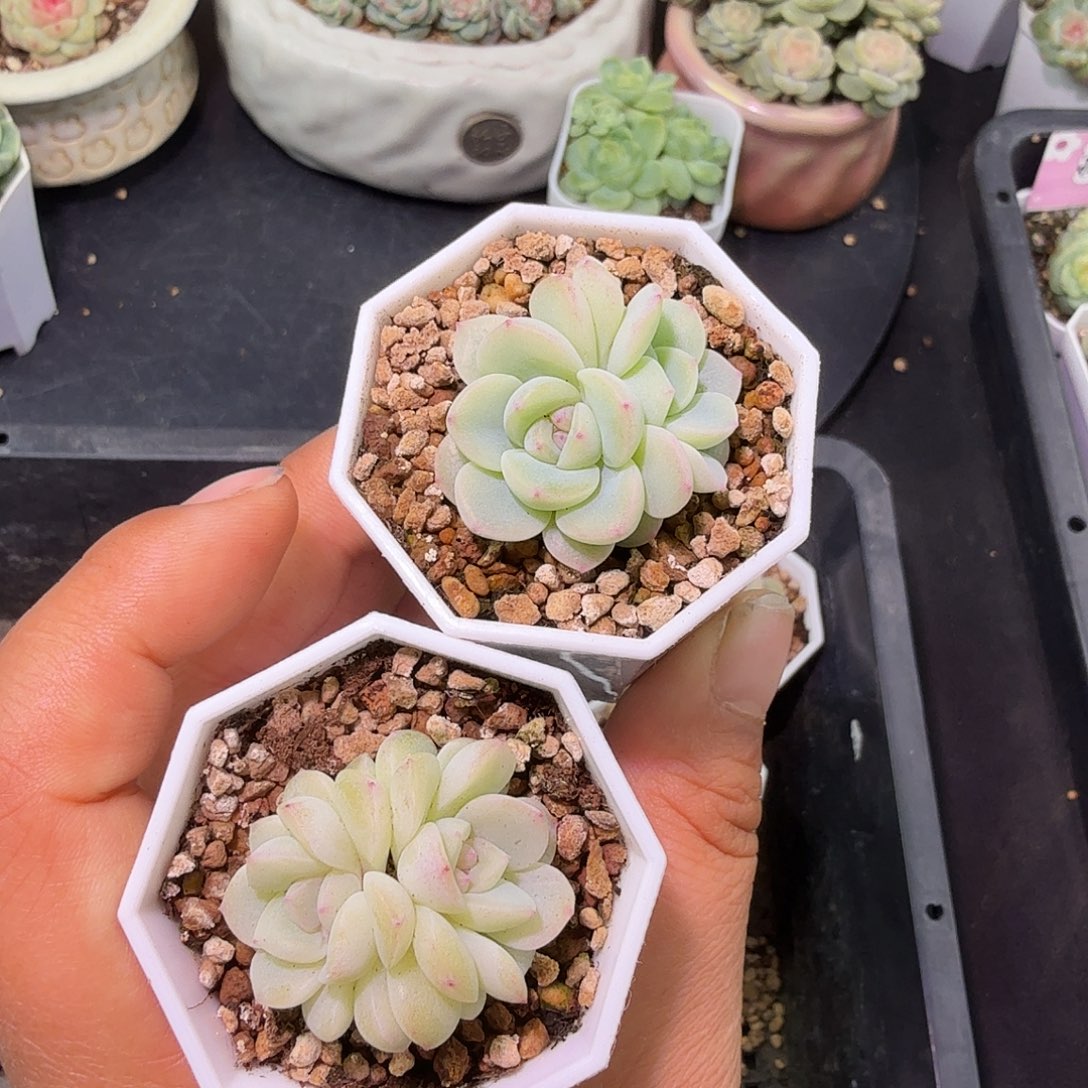 双头帕帕拉恰量拍特